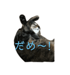 キジトラちまき（個別スタンプ：10）