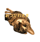 キジトラちまき（個別スタンプ：13）