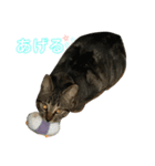 キジトラちまき（個別スタンプ：14）