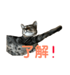 キジトラちまき（個別スタンプ：16）