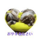 双子のシーズー犬  ユキチとマサオ(o^^o)（個別スタンプ：2）