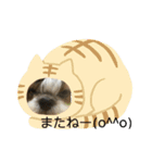 双子のシーズー犬  ユキチとマサオ(o^^o)（個別スタンプ：3）