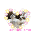 双子のシーズー犬  ユキチとマサオ(o^^o)（個別スタンプ：4）