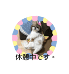 双子のシーズー犬  ユキチとマサオ(o^^o)（個別スタンプ：9）