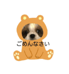 双子のシーズー犬  ユキチとマサオ(o^^o)（個別スタンプ：12）