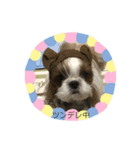 双子のシーズー犬  ユキチとマサオ(o^^o)（個別スタンプ：13）