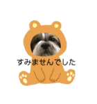双子のシーズー犬  ユキチとマサオ(o^^o)（個別スタンプ：15）