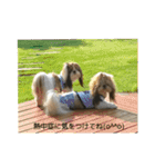 双子のシーズー犬  ユキチとマサオ(o^^o)（個別スタンプ：19）