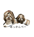 双子のシーズー犬  ユキチとマサオ(o^^o)（個別スタンプ：21）