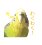 セキセイインコのあろえちゃん（個別スタンプ：1）