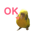 セキセイインコのあろえちゃん（個別スタンプ：2）