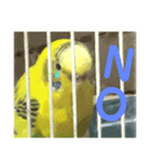 セキセイインコのあろえちゃん（個別スタンプ：3）