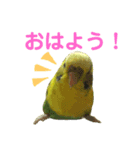 セキセイインコのあろえちゃん（個別スタンプ：5）