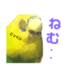 セキセイインコのあろえちゃん（個別スタンプ：6）