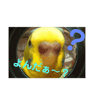 セキセイインコのあろえちゃん（個別スタンプ：7）