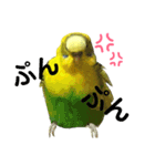 セキセイインコのあろえちゃん（個別スタンプ：8）