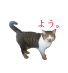 ライ（猫）のスタンプ（個別スタンプ：1）