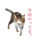 ライ（猫）のスタンプ（個別スタンプ：2）