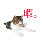 ライ（猫）のスタンプ（個別スタンプ：3）