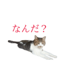 ライ（猫）のスタンプ（個別スタンプ：4）