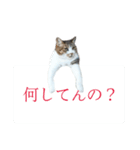 ライ（猫）のスタンプ（個別スタンプ：5）