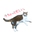 ライ（猫）のスタンプ（個別スタンプ：6）