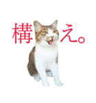 ライ（猫）のスタンプ（個別スタンプ：7）