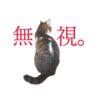 ライ（猫）のスタンプ（個別スタンプ：8）