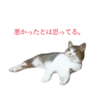 ライ（猫）のスタンプ（個別スタンプ：9）