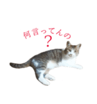 ライ（猫）のスタンプ（個別スタンプ：11）