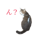 ライ（猫）のスタンプ（個別スタンプ：12）