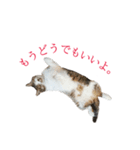 ライ（猫）のスタンプ（個別スタンプ：13）