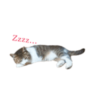 ライ（猫）のスタンプ（個別スタンプ：14）