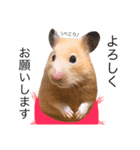 キンクマハムスター きなこ＆わらび2（個別スタンプ：1）