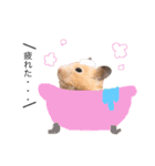 キンクマハムスター きなこ＆わらび2（個別スタンプ：10）