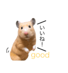 キンクマハムスター きなこ＆わらび2（個別スタンプ：14）