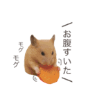 キンクマハムスター きなこ＆わらび2（個別スタンプ：15）
