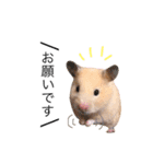 キンクマハムスター きなこ＆わらび2（個別スタンプ：16）