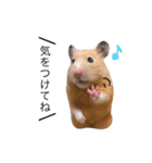 キンクマハムスター きなこ＆わらび2（個別スタンプ：17）