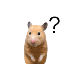 キンクマハムスター きなこ＆わらび2（個別スタンプ：19）