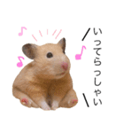 キンクマハムスター きなこ＆わらび2（個別スタンプ：22）