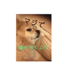 キキララコロン（個別スタンプ：7）