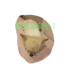 キキララコロン（個別スタンプ：11）