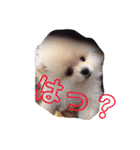 キキララコロン（個別スタンプ：15）