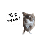 我が家のエンジェルズ（個別スタンプ：6）