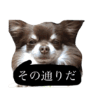我が家のエンジェルズ（個別スタンプ：12）