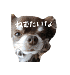 我が家のエンジェルズ（個別スタンプ：14）