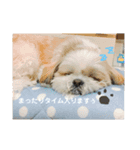 ろん君のスタンプ①（個別スタンプ：3）
