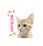 金子家のペットたちスタンプ（個別スタンプ：3）