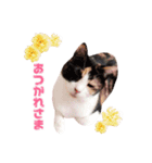金子家のペットたちスタンプ（個別スタンプ：4）